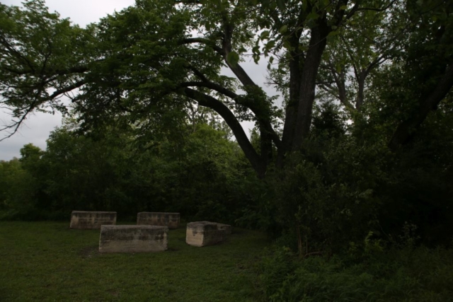 The Frankford Church Wagon Yard Elm