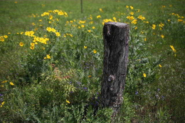 Frankford Church Blackland Prairie