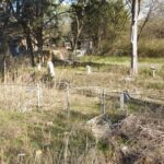 McKinney Cemetery Cleanup Day