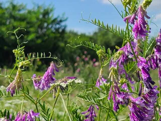 American vetch in the Great Trinity Forest, Dallas, Texas