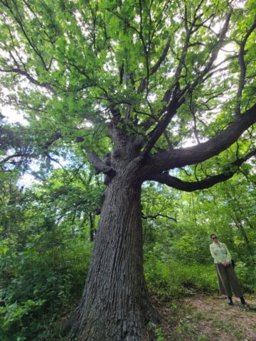 Towering Bur Oak at Big Spring, Dallas Texas