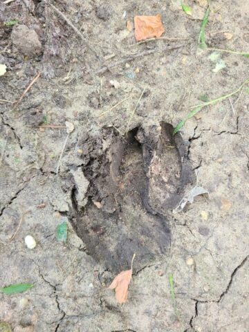 Deer track in the Great Trinity Forest, Dallas, Texas