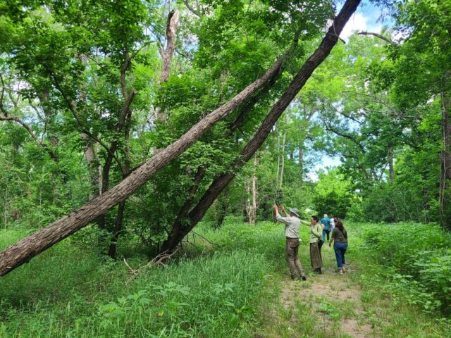 DCPA members viewing slanted trees in the Great Trinity Forest, Dallas, Texas