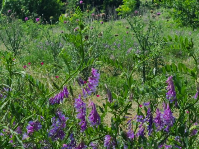 Natural grasslands at the Great Trinity Forest, Dallas, Texas