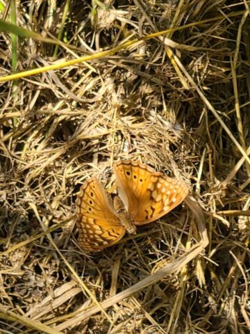 Mexican fritillary butterfly in the Great Trinity Forest
