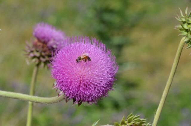 Milk Thistle at the Great Trinity Forest, Dallas, Texas