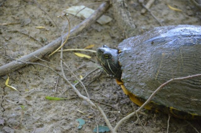 Turtle at the Great Trinity Forest, Dallas, Texas